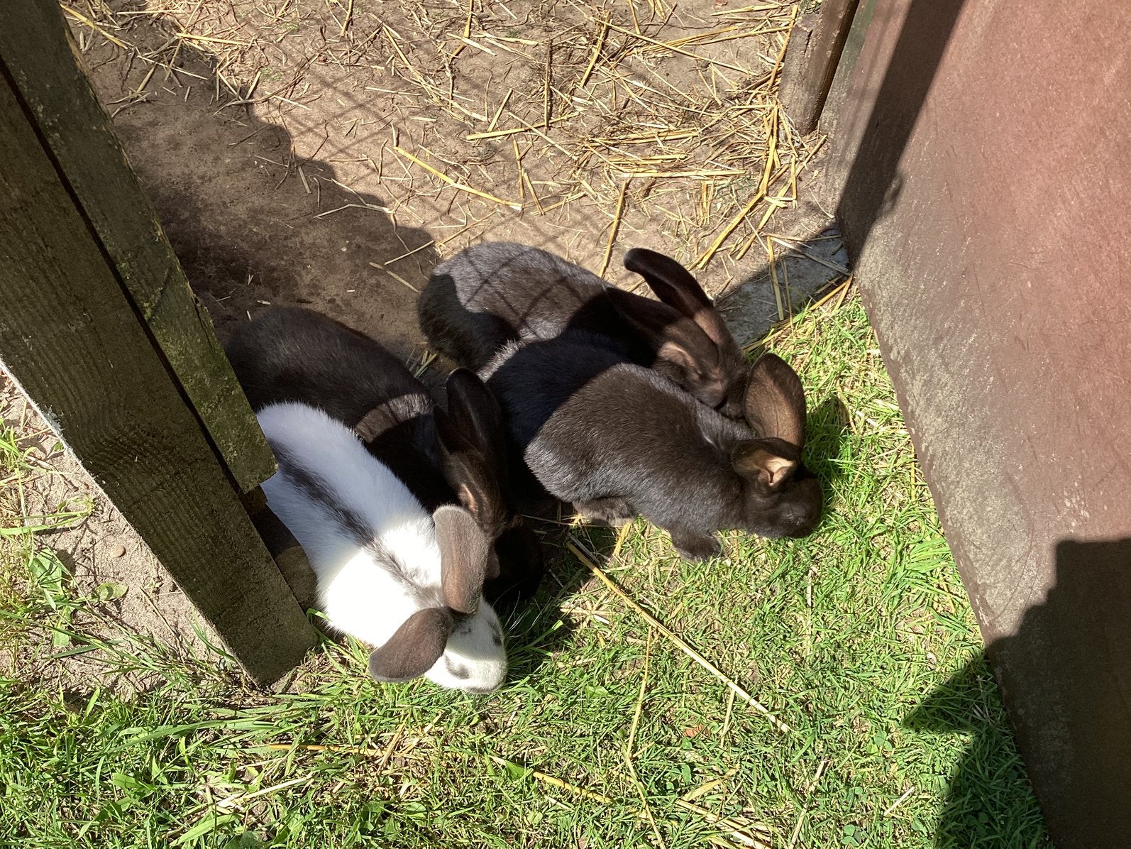 Reuzevlinder, Dieren en Toebehoren, Meerdere dieren, Groot, 0 tot 2 jaar