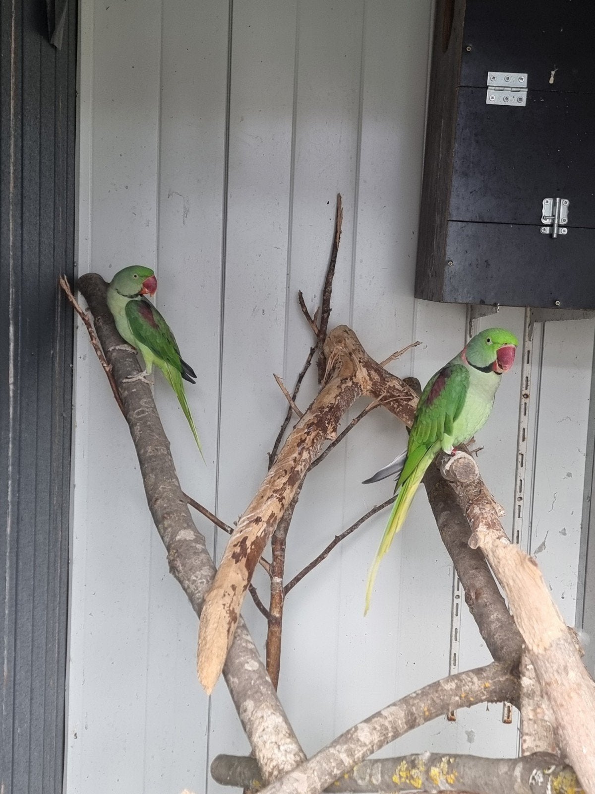Perruche Alexander, Plusieurs animaux, Perruche, Bagué