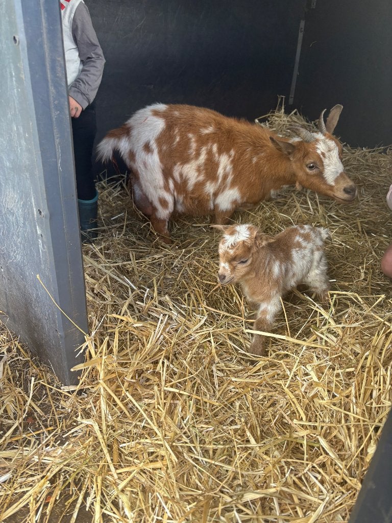 Dwerggeitjes, Dieren en Toebehoren, April, Meerdere dieren