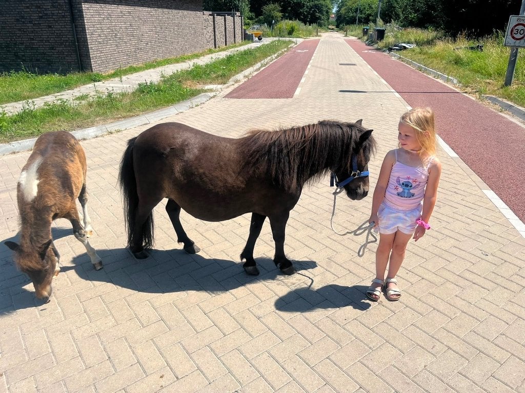 Twee Shetland merries + veulen, Zadelmak, A pony (tot 1.17m), 3 tot 6 jaar, Recreatiepony