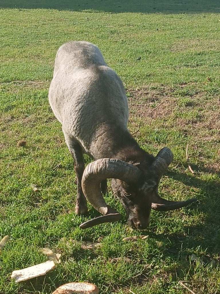 Ouessant ram, Dieren en Toebehoren, Mannelijk, Schaap, 3 tot 5 jaar