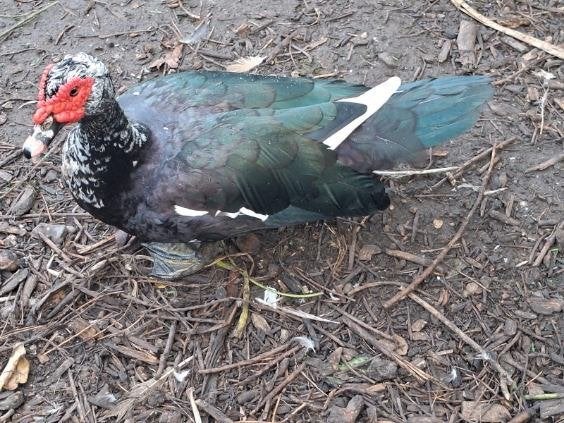 Barberie hanen, Dieren en Toebehoren, Mannelijk, Eend