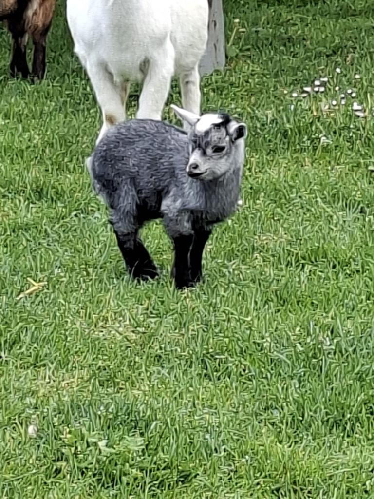 Blauwschimmel dwerggeit, Animaux & Accessoires, Femelle, Chèvre, 0 à 2 ans