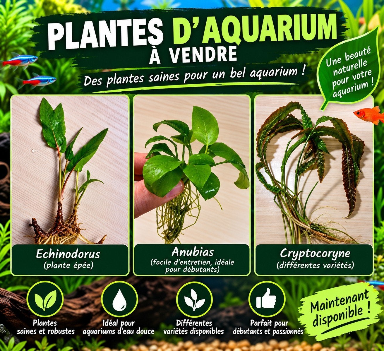 Plantes d’aquarium à vendre – 1 à 3 €, Enlèvement