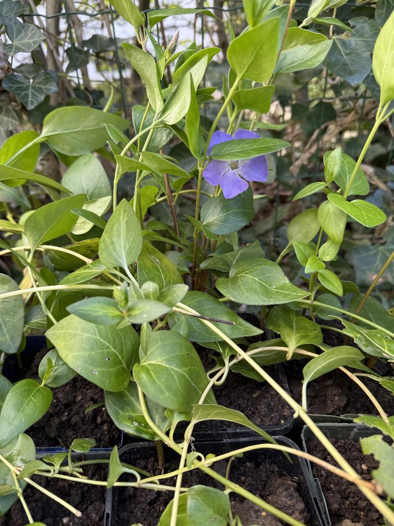 grote maagdenpalm, Vinca major, Ophalen, Lente, Vaste plant, Bodembedekkers