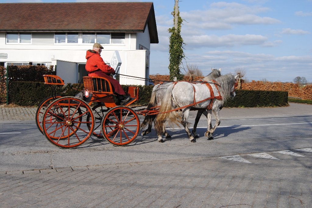 Koetsen, tuigen, paard wegens afbouwen hobby, Animaux & Accessoires, Voitures & Carrosses, Comme neuf, Autres types, Cheval