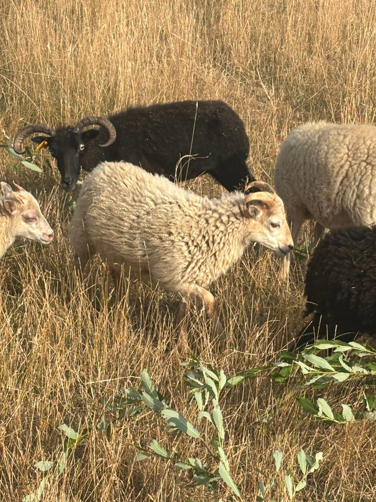 Quessant rammen, Dieren en Toebehoren, Schapen, Geiten en Varkens