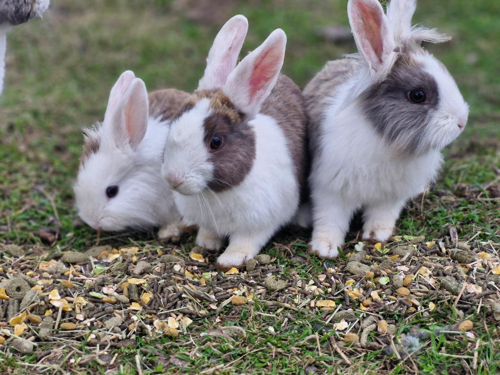 Konijntjes met prachtige kleuren - paar maanden oud, Dieren en Toebehoren, Konijnen, Meerdere dieren, Middelgroot, 0 tot 2 jaar