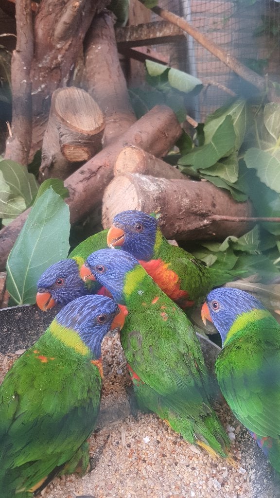 Lori van blauwe bergen, Meerdere dieren, Papegaai