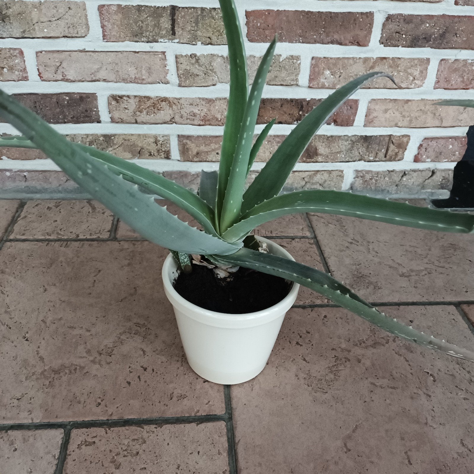 Aloe vera in geglazuurde pot, Huis en Inrichting, Kamerplanten, Ophalen