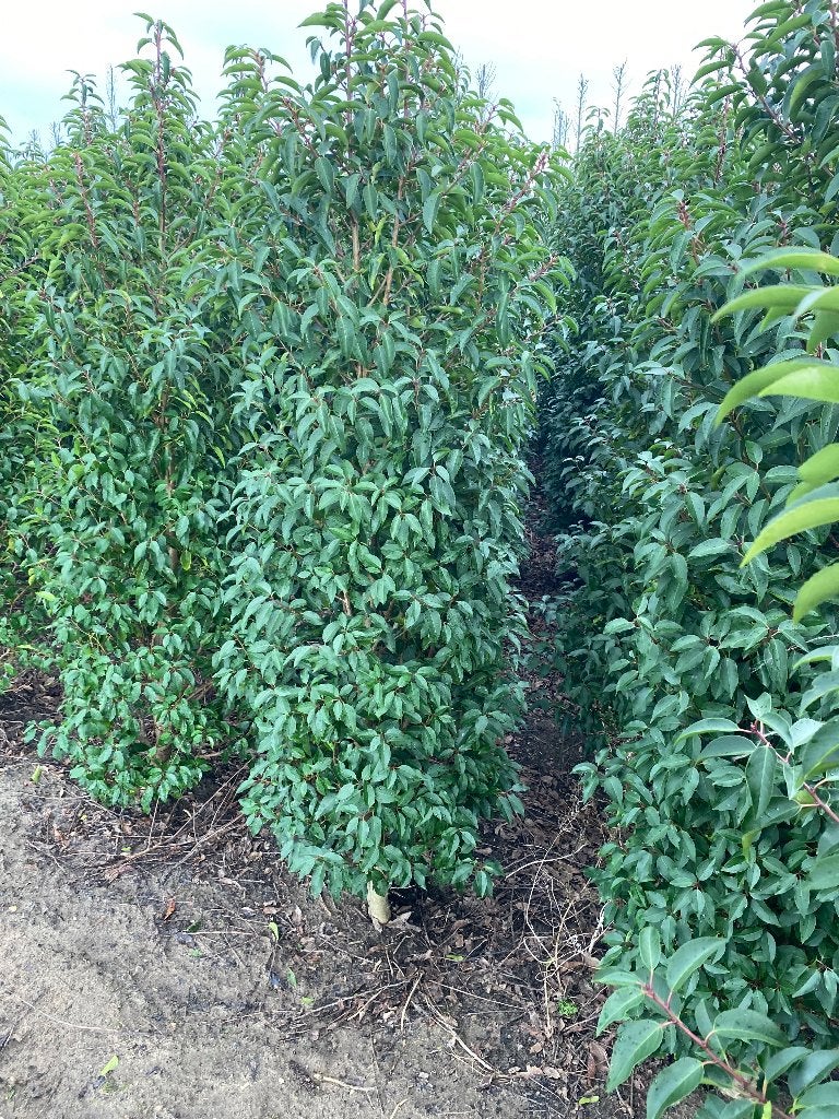 Prunus lucitanica, Jardin & Terrasse, Plantes | Arbres, Enlèvement, Printemps, Plein soleil, 100 à 250 cm