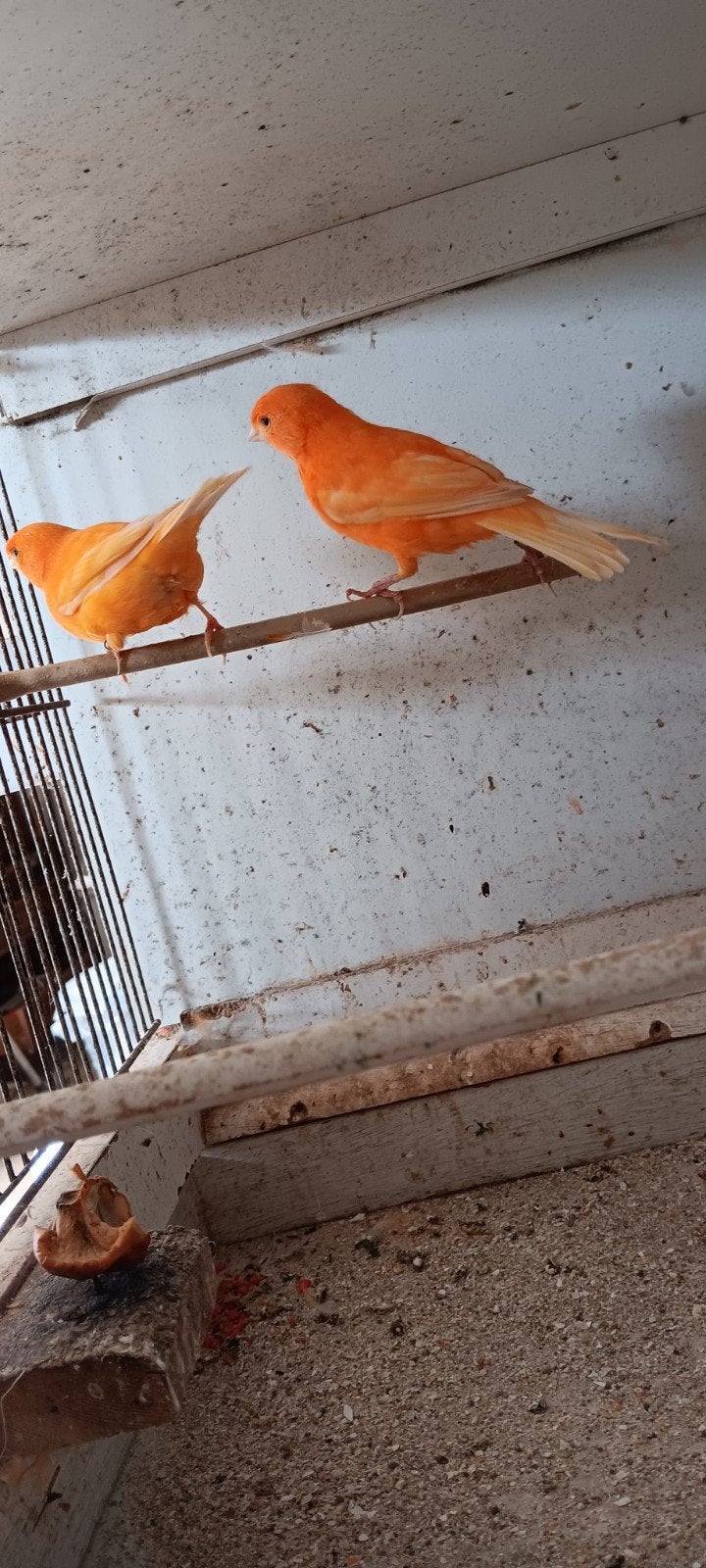 mooi koppel kanarie's, Dieren en Toebehoren