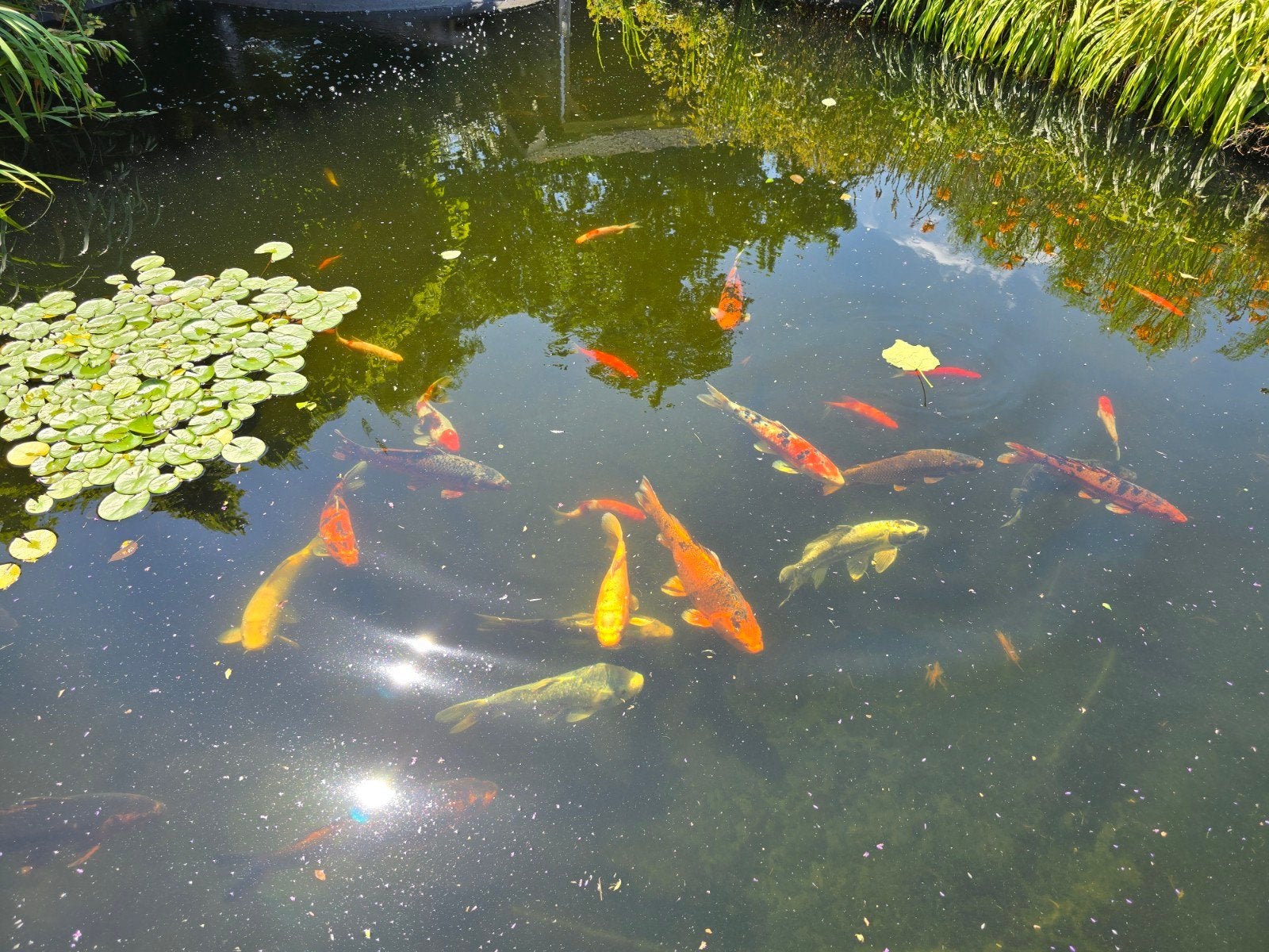 koi's, Dieren en Toebehoren, Vissen | Vijvervissen