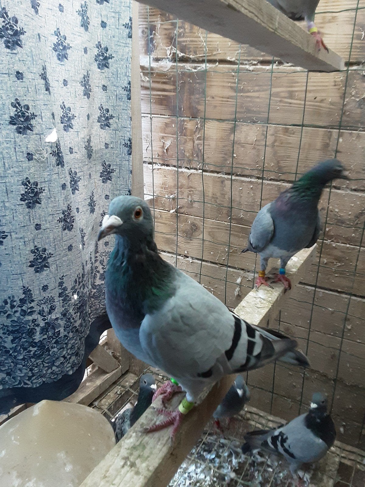 duiven te koop