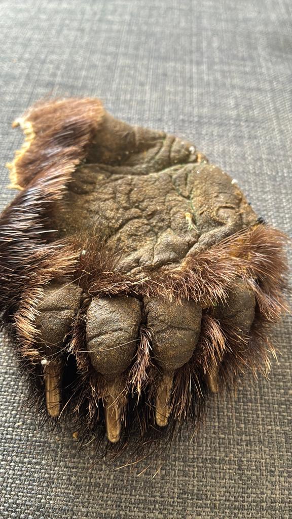 Bruine beer poten, Verzamelen, Dierenverzamelingen, Ophalen of Verzenden, Zo goed als nieuw