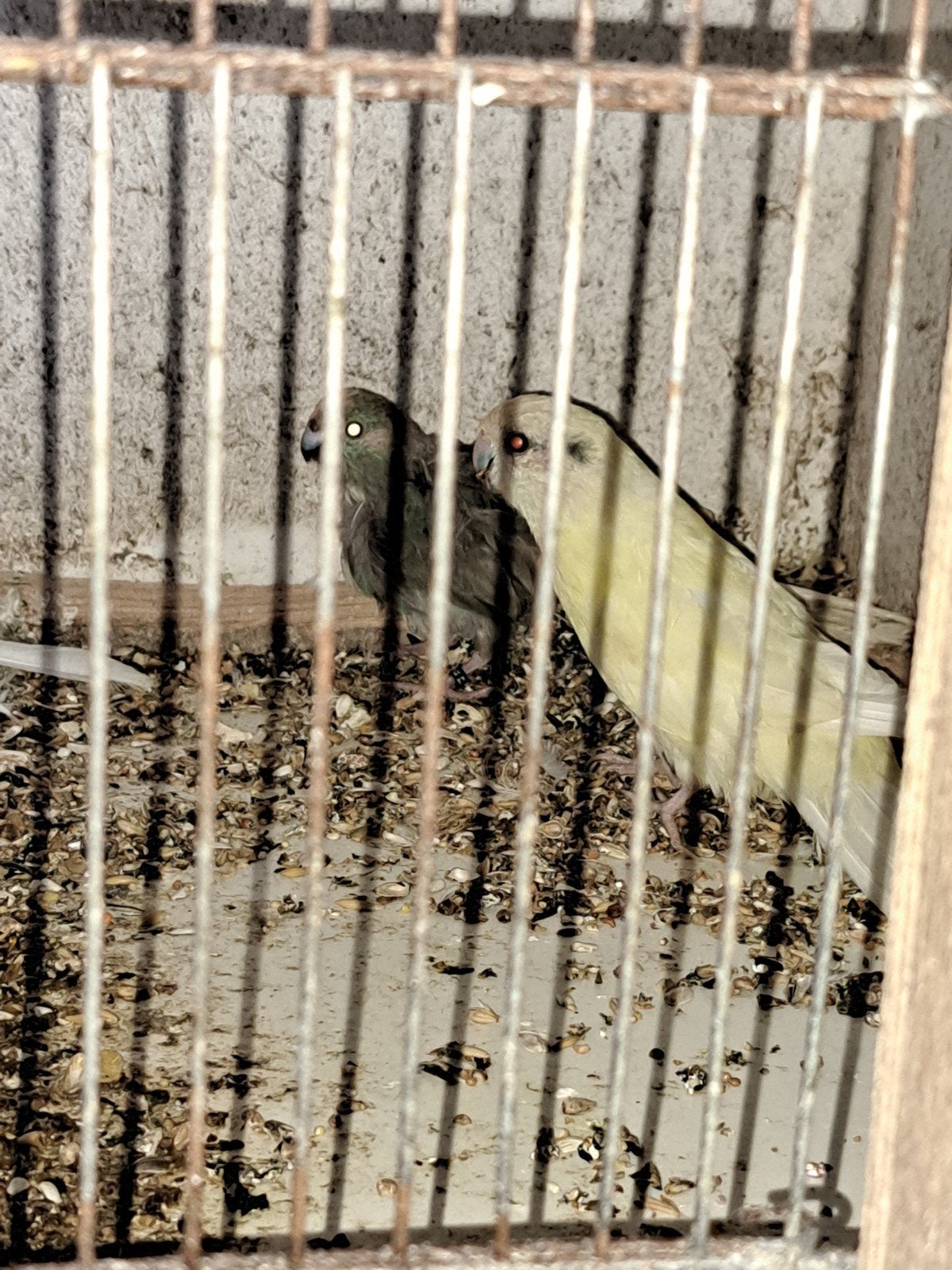 Koppel kakerikies, Dieren en Toebehoren, Vogels | Parkieten en Papegaaien