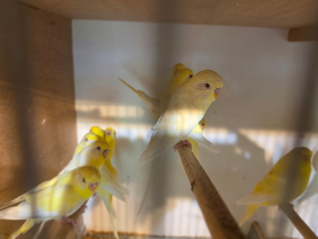 Prachtige grasparkieten stevig postuur, Dieren en Toebehoren, Tam