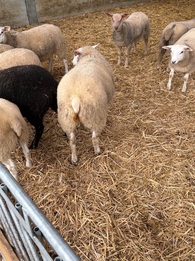 Swifter ooilammeren, Femelle, Mouton