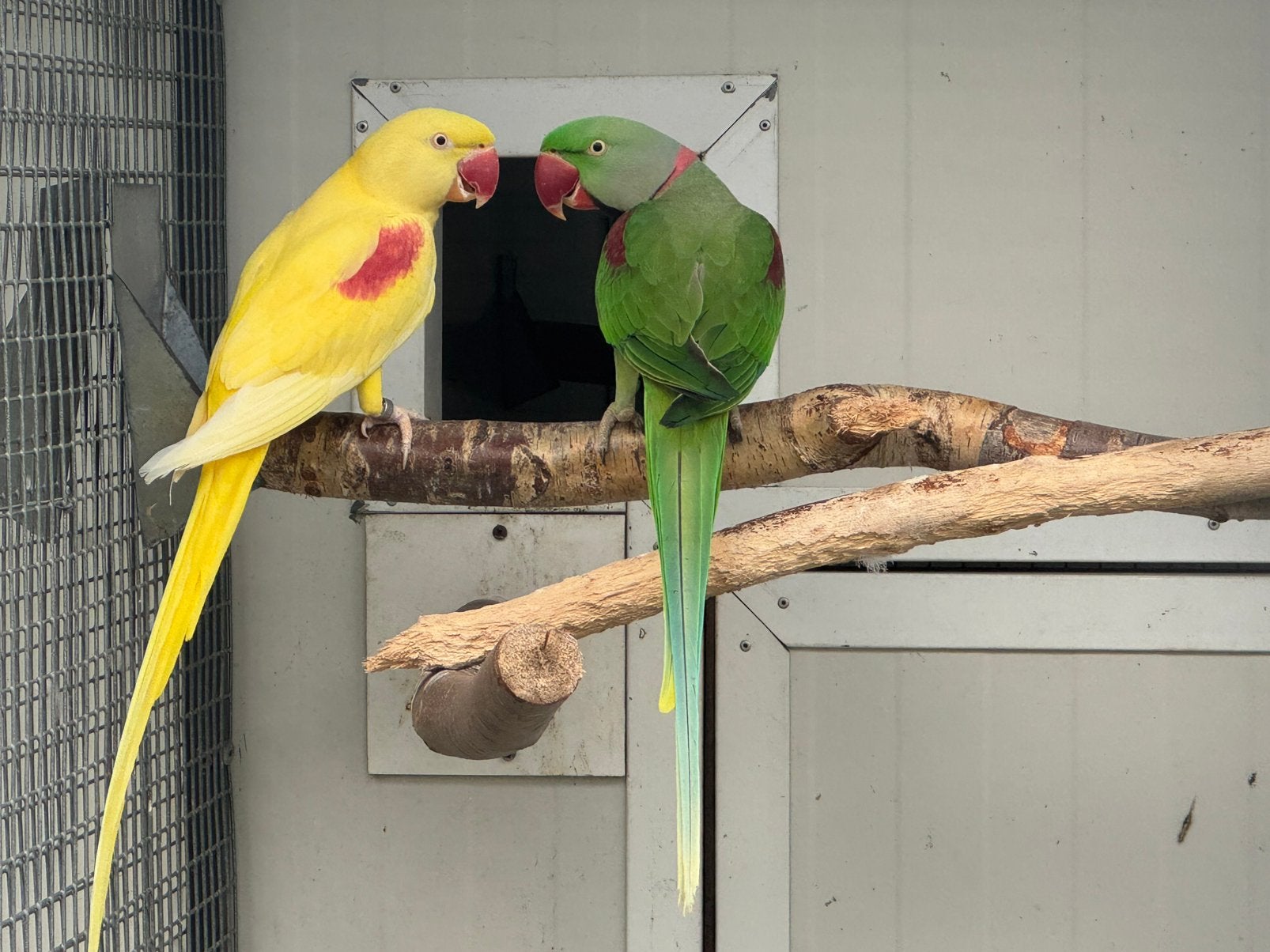 Alexanders, Dieren en Toebehoren, Vogels | Parkieten en Papegaaien, Meerdere dieren, Parkiet, Geringd