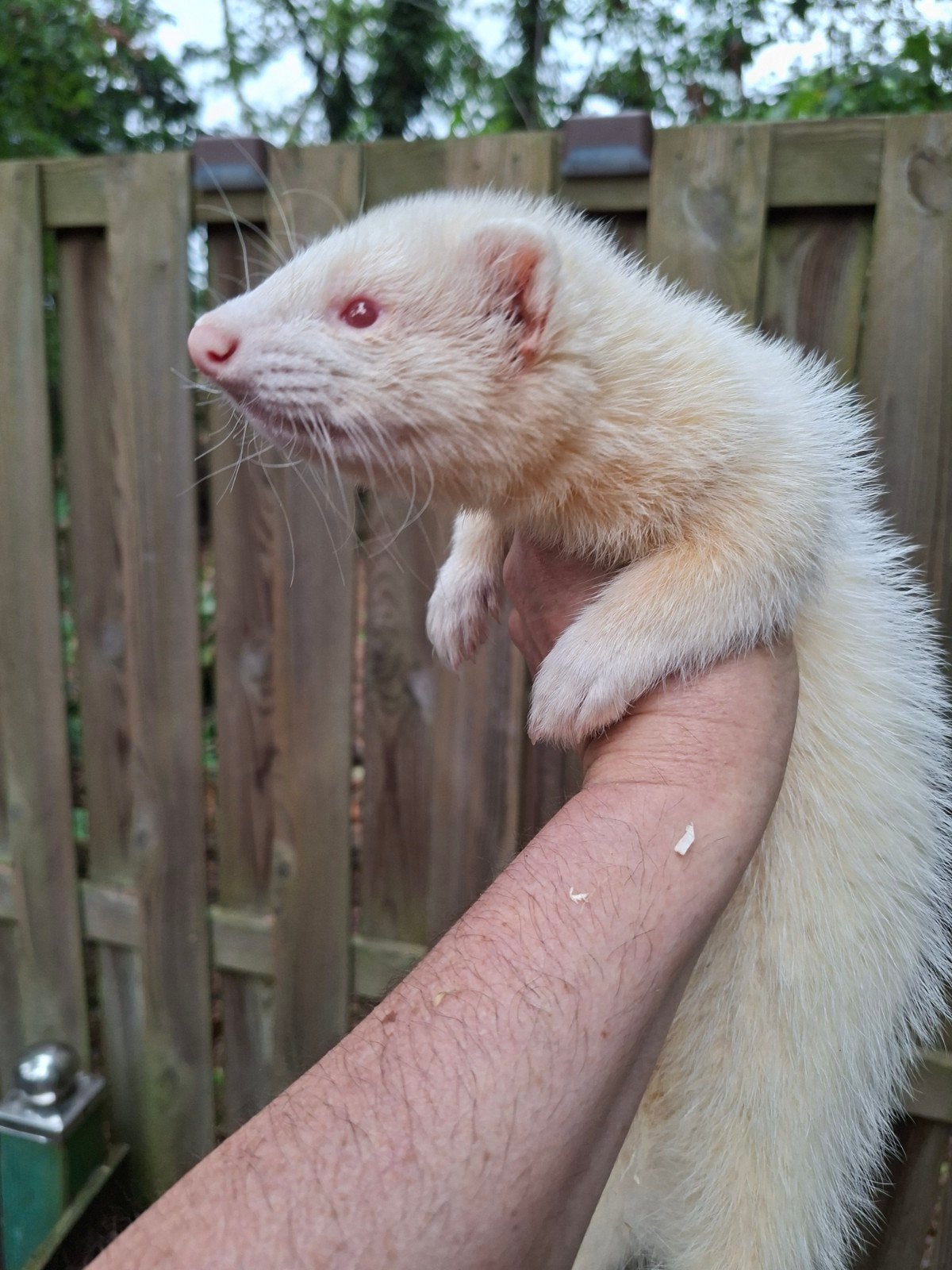 bélier albinos, Mai, Mâle
