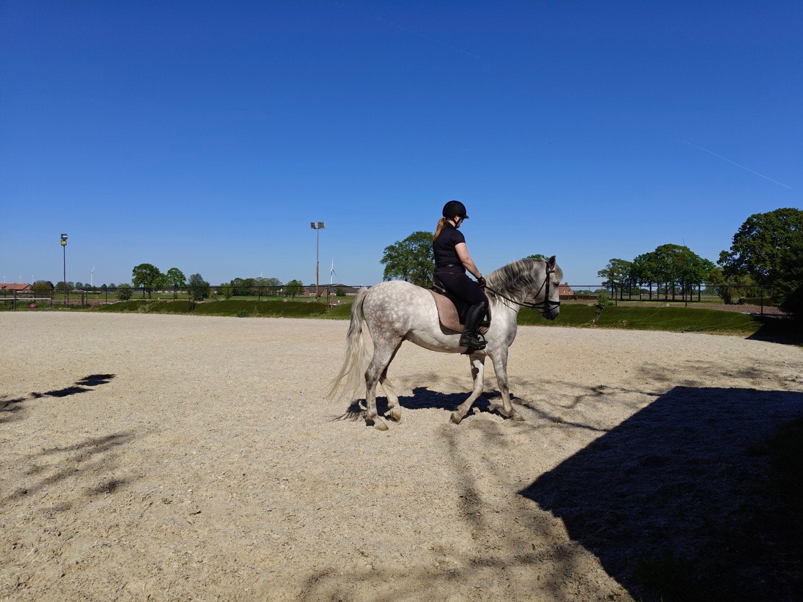 5 jarige P.R.E. ruin, Dieren en Toebehoren, Paarden, Ruin