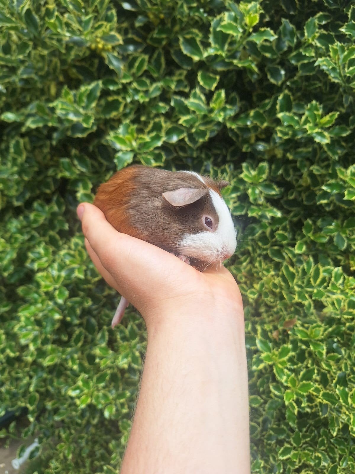 Jonge cavia's, Dieren en Toebehoren, Knaagdieren, Meerdere dieren, Cavia, April, Tam