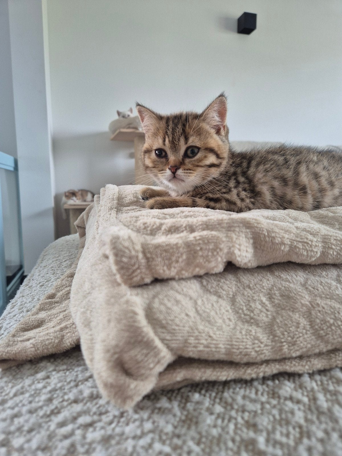 Britse korthaar kittens, Dieren en Toebehoren, Katten en Kittens | Raskatten | Korthaar, Meerdere dieren, 0 tot 2 jaar, Gechipt