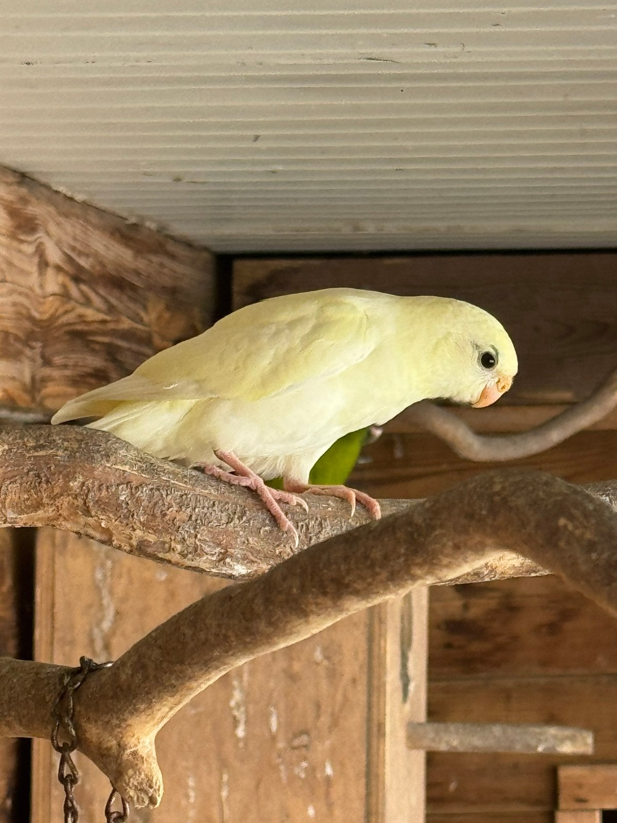 Kakariki’s eind juli 2026, Dieren en Toebehoren, Meerdere dieren, Parkiet, Geringd