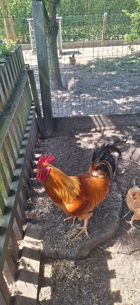 Haan te geef, Mâle, Poule ou poulet