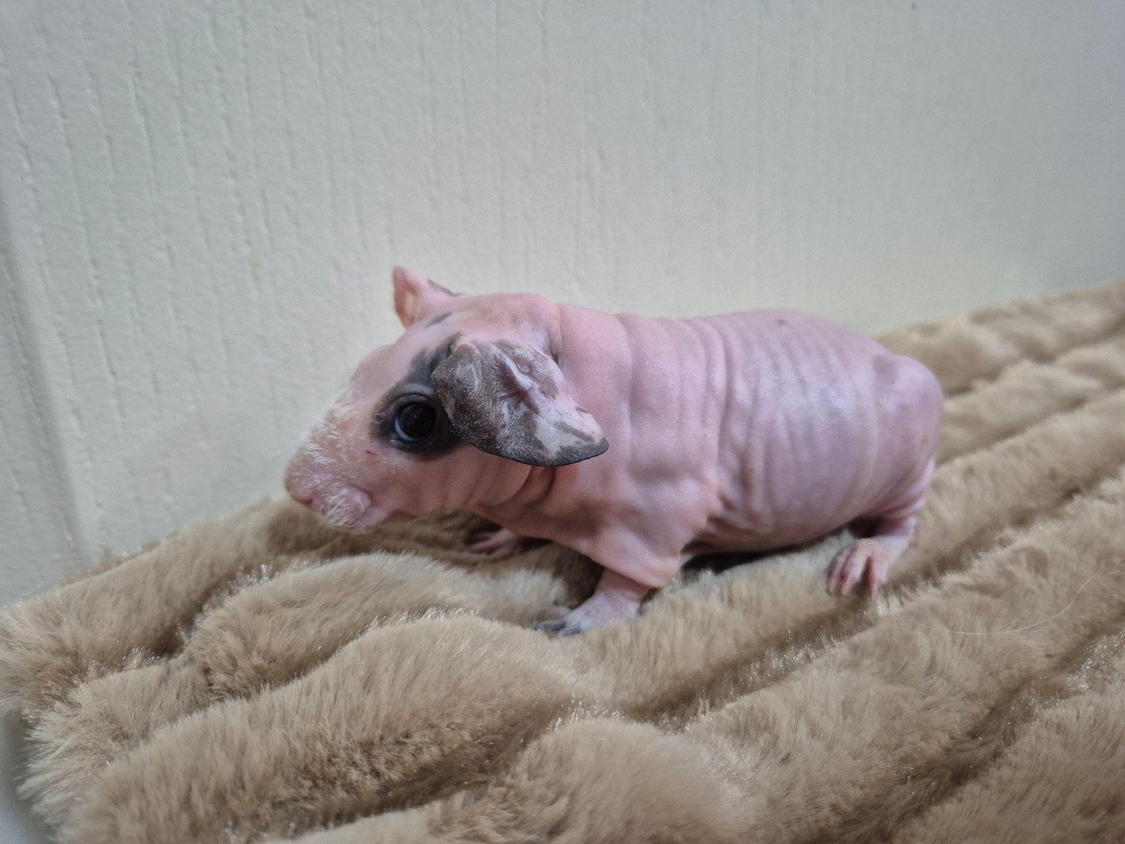 Mooi dalmatiner skinny cavia beertje, Mai, Cobaye, Domestique