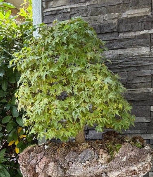Bonsai Acer palmatum 2-tak groot exemplaar!!!, Jardin & Terrasse, Enlèvement, Érable