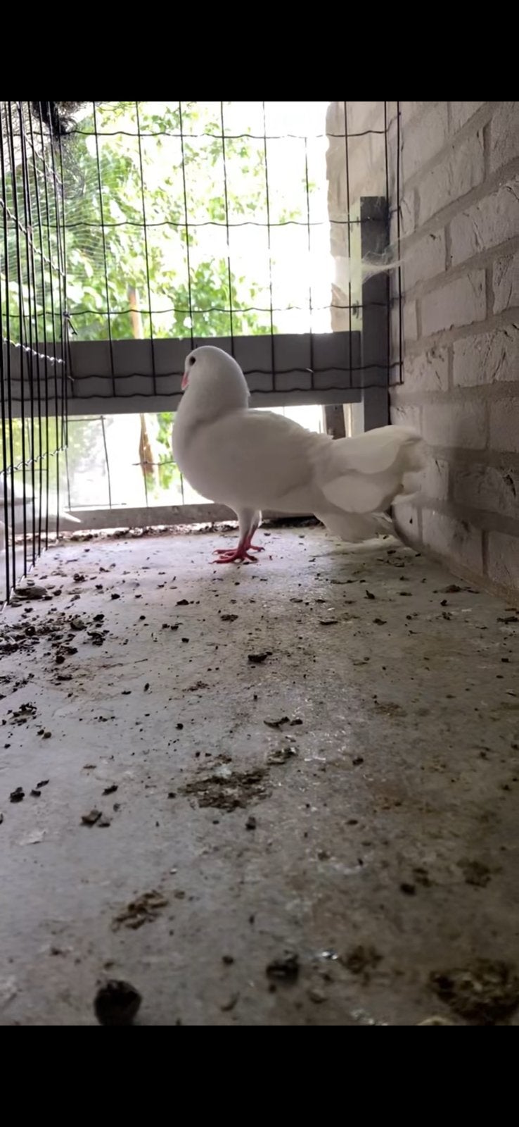 Witte pauwstaartduif, Dieren en Toebehoren