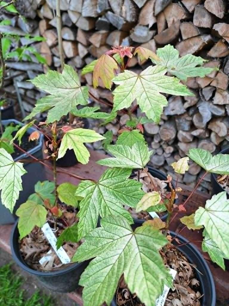 acer pseudoplatanus brilliantissimum, Jardin & Terrasse, Plantes | Arbustes & Haies, Enlèvement, Érable, 100 à 250 cm