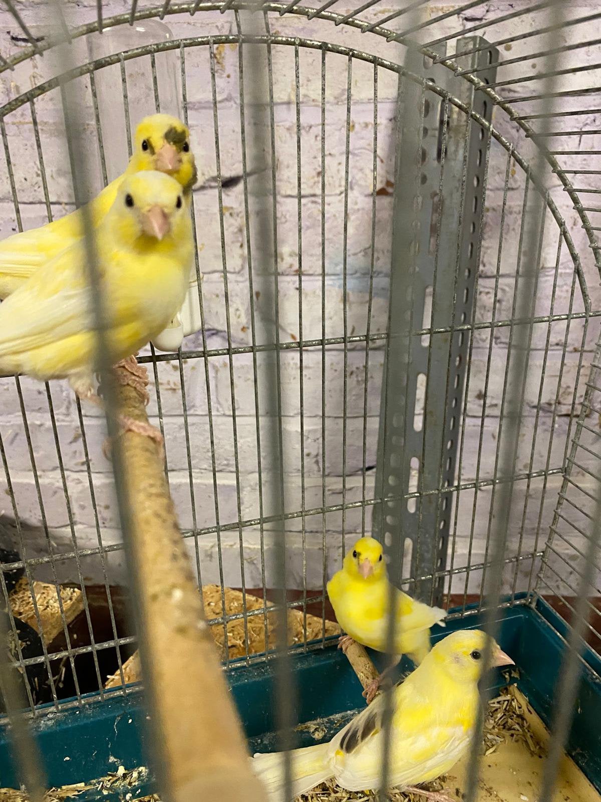 Jonge kanarie, Dieren en Toebehoren