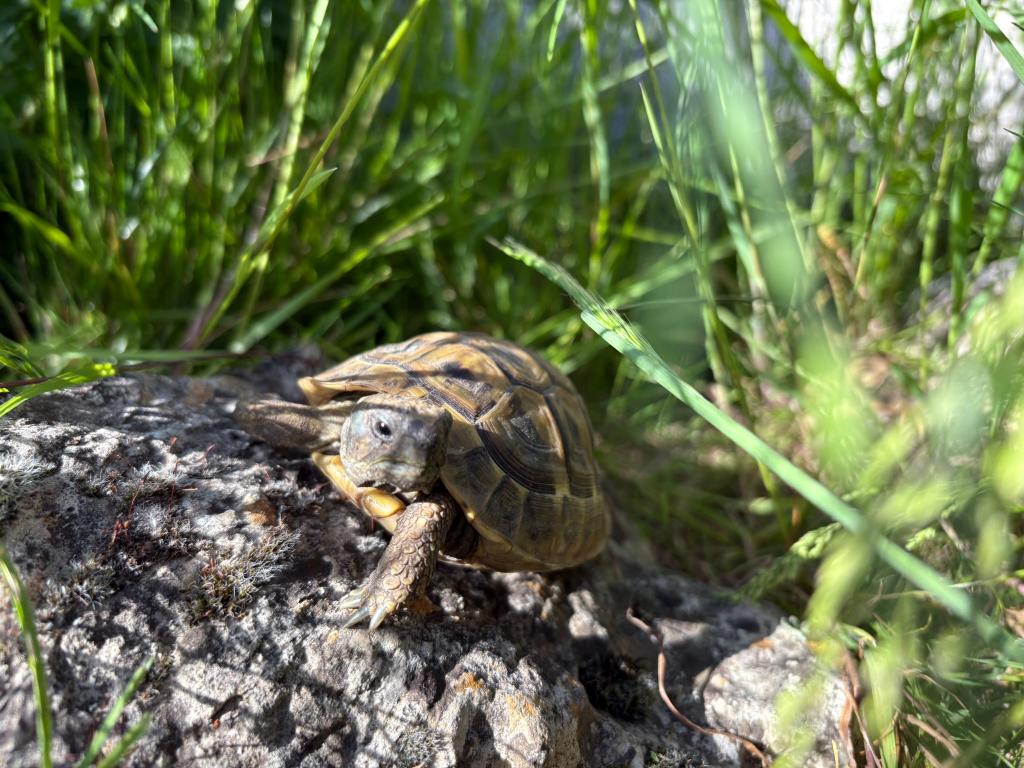 Nakweek Testudo Hermanni Boettgeri '22 te koop, Animaux & Accessoires, Reptiles & Amphibiens, Tortue, 3 à 6 ans