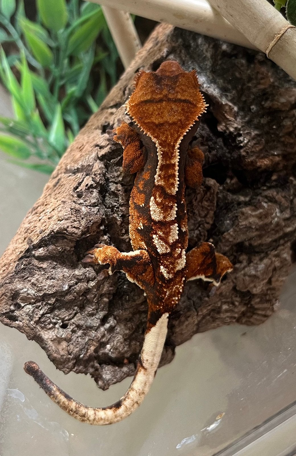 Zeer mooi gekleurde wimpergekko vrouw, Dieren en Toebehoren, Reptielen en Amfibieën