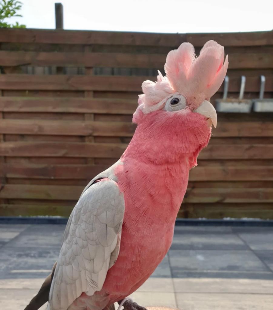 Rosekaketoe split handtam., Dieren en Toebehoren, Vogels | Parkieten en Papegaaien