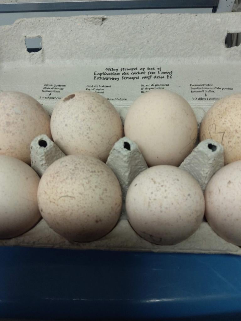 Broedeieren kalkoen, Dieren en Toebehoren, Pluimvee, Kalkoen