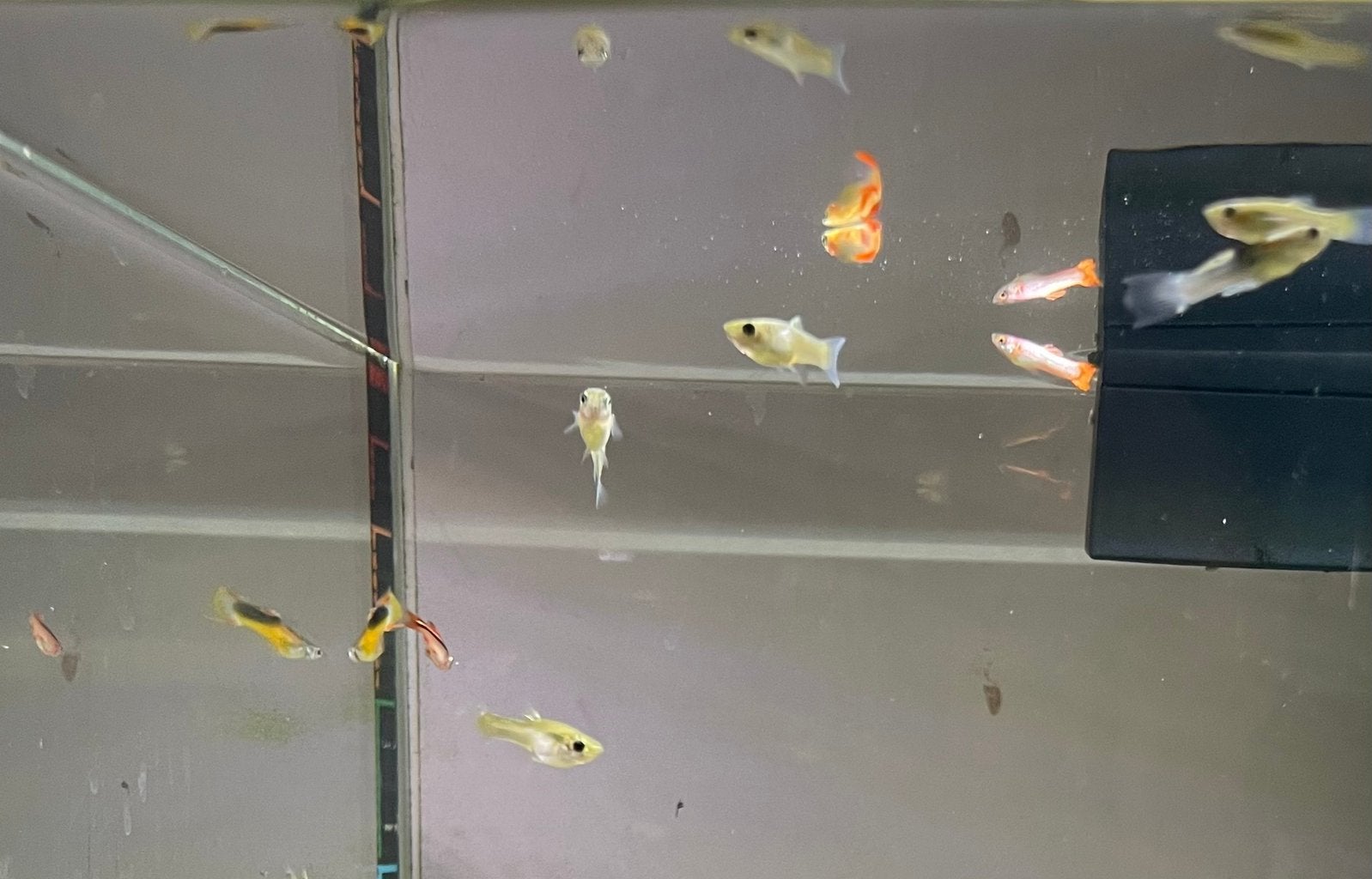Baby Endler Guppy’s, Dieren en Toebehoren, Vis, Zoetwatervis