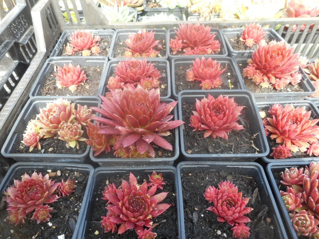 Plantes, Jardin & Terrasse, Plantes | Jardin, Plein soleil, Été, Plante fixe, Enlèvement ou Envoi