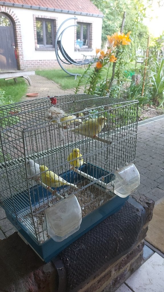 Kanaries, Canari chanteur