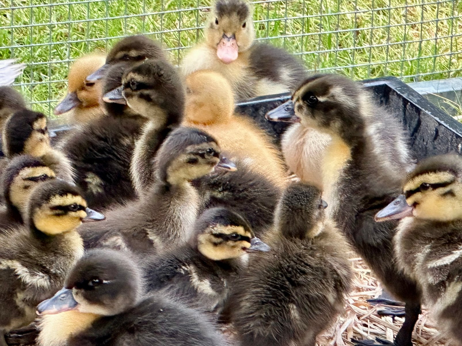 Eenden, Dieren en Toebehoren, Pluimvee, Meerdere dieren, Eend