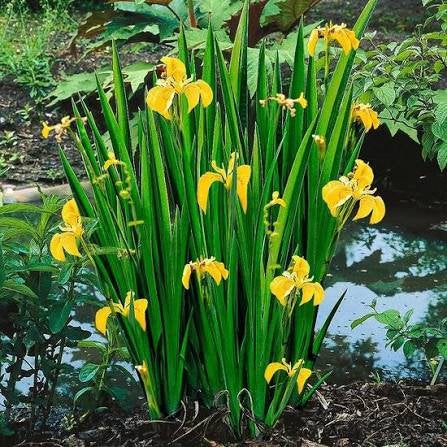 Volwassen planten gele lis, Jardin & Terrasse, Enlèvement, Printemps, Plante fixe, Mi-ombre