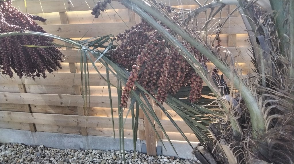 Butea capitata graines, Jardin & Terrasse, Bulbes & Semences, Enlèvement