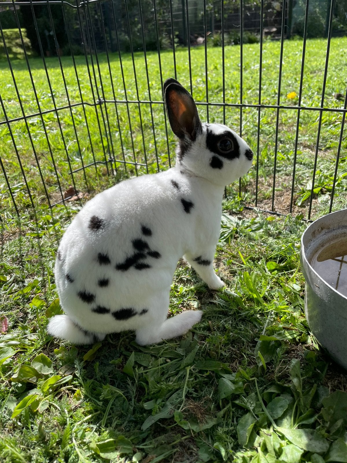 Schattige konijntjes, Dieren en Toebehoren, Konijnen