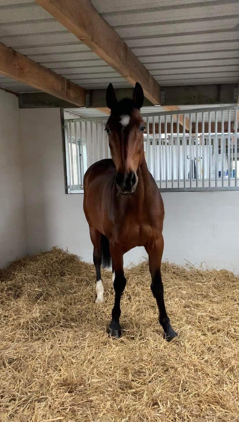 Betrouwbare paarden verzorger gezocht