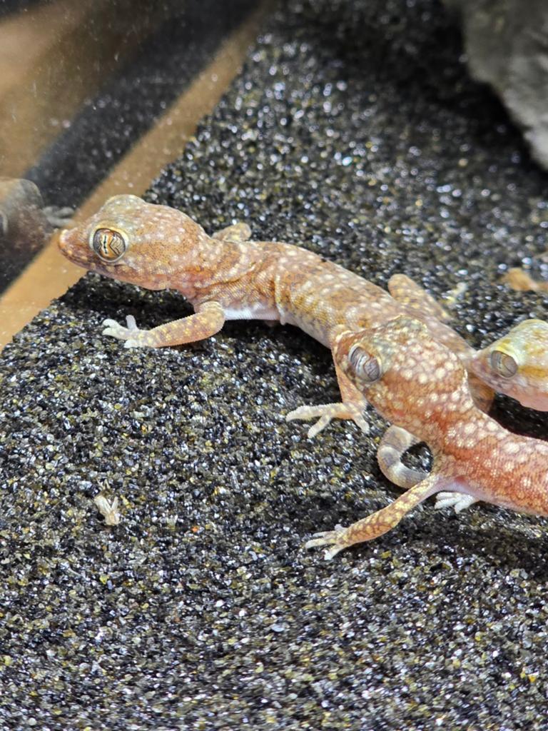 Nakweek stenodactylus stenodactylus, Animaux & Accessoires, Reptiles & Amphibiens, Amphibien