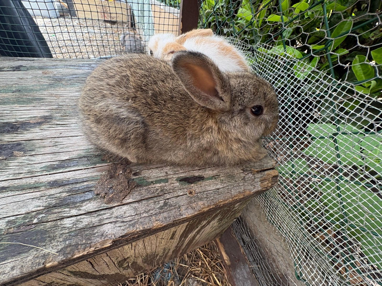 Baby konijntjes te koop