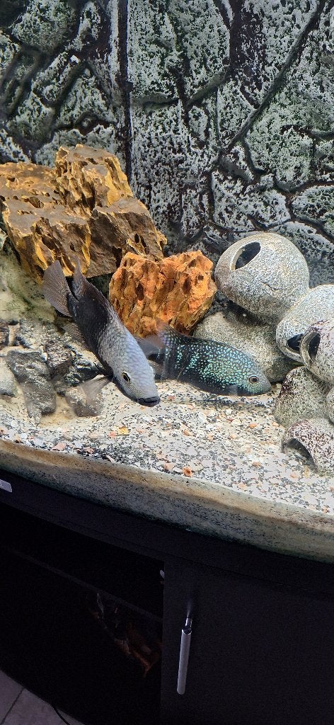 Texas cichliden, Dieren en Toebehoren