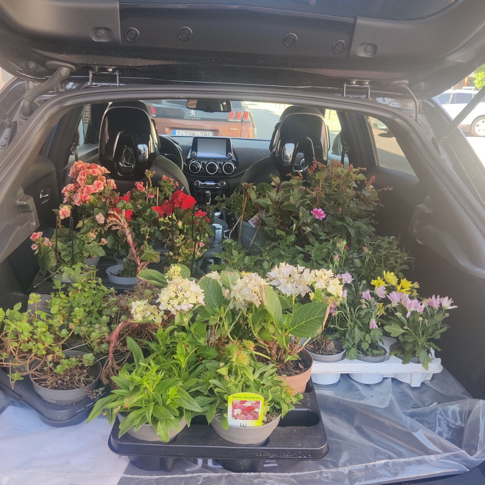 lot de plantes pour jardin ou terrasse, Enlèvement